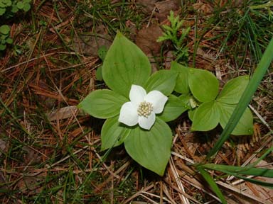 bunchberry in spring
